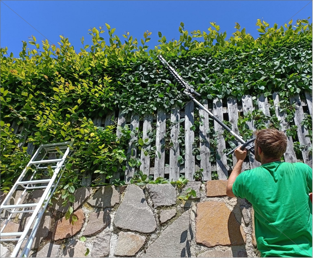 Beschneidung von Hecke